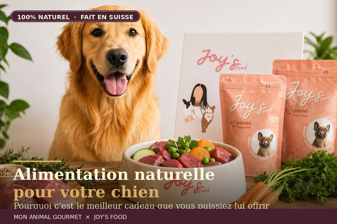Golden retriever souriant devant une gamelle Joy's Food remplie de viande fraîche et légumes naturels — alimentation naturelle pour chien, 100% suisse, sans céréales | Mon Animal Gourmet