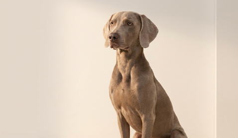 Collection Canin : L'Excellence et le Prestige